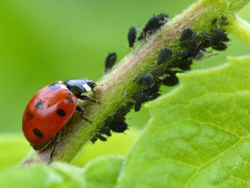 CONFERENCE Ce qui tue les abeilles empoisonne aussi les humains