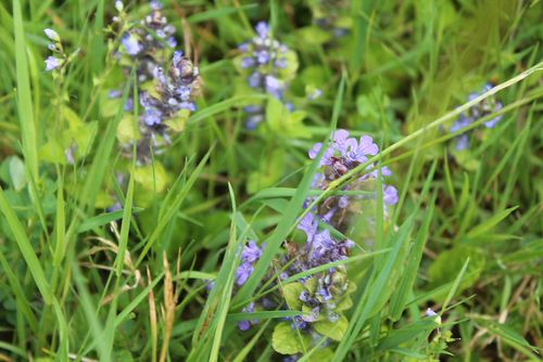 BALADE les plantes sauvages comestibles