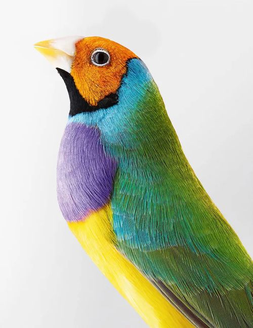 FETE de la science ornithologie
