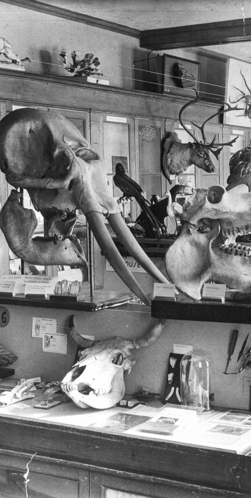 CONFERENCE Biodiversité des expéditions aux collections