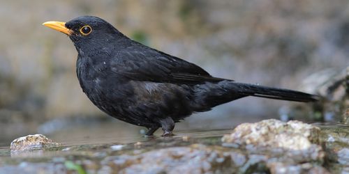 Balade ornithologique