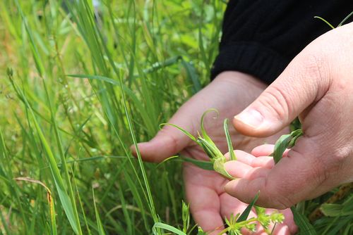 LES PLANTES et leurs pouvoirs