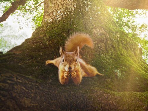 PROJECTION CONFERENCE DEBAT Le Chène